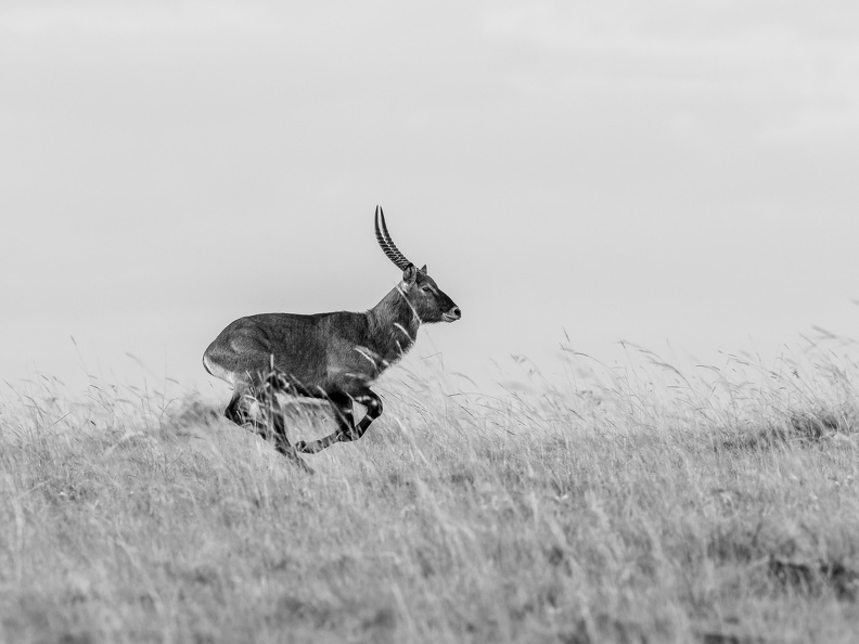 Running Waterbuck