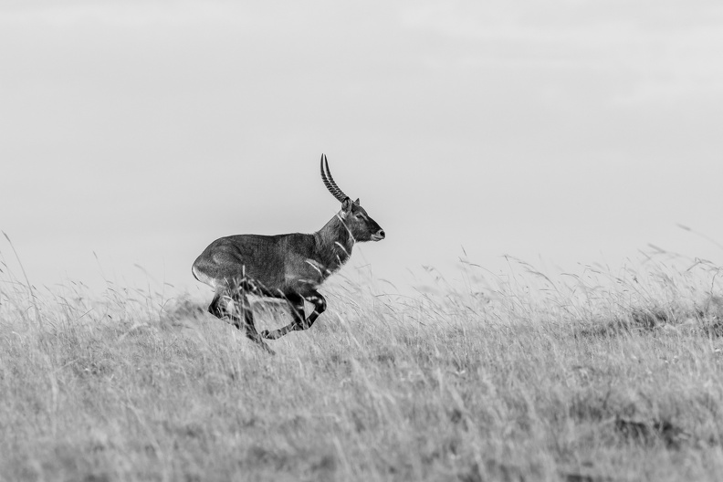 Running Waterbuck.jpg