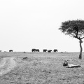 Pair of lions in the Masai Mara