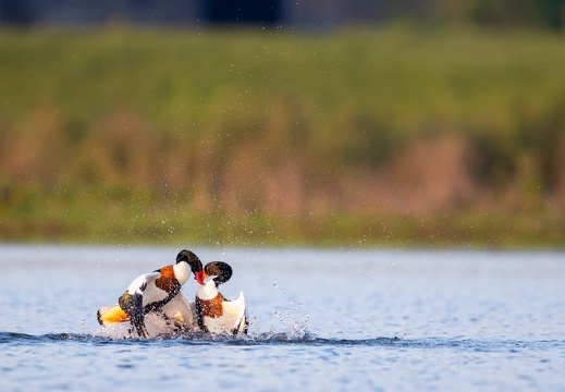 Vechtende bergeenden