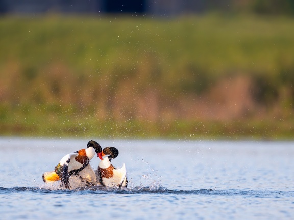 Fighting shelducks