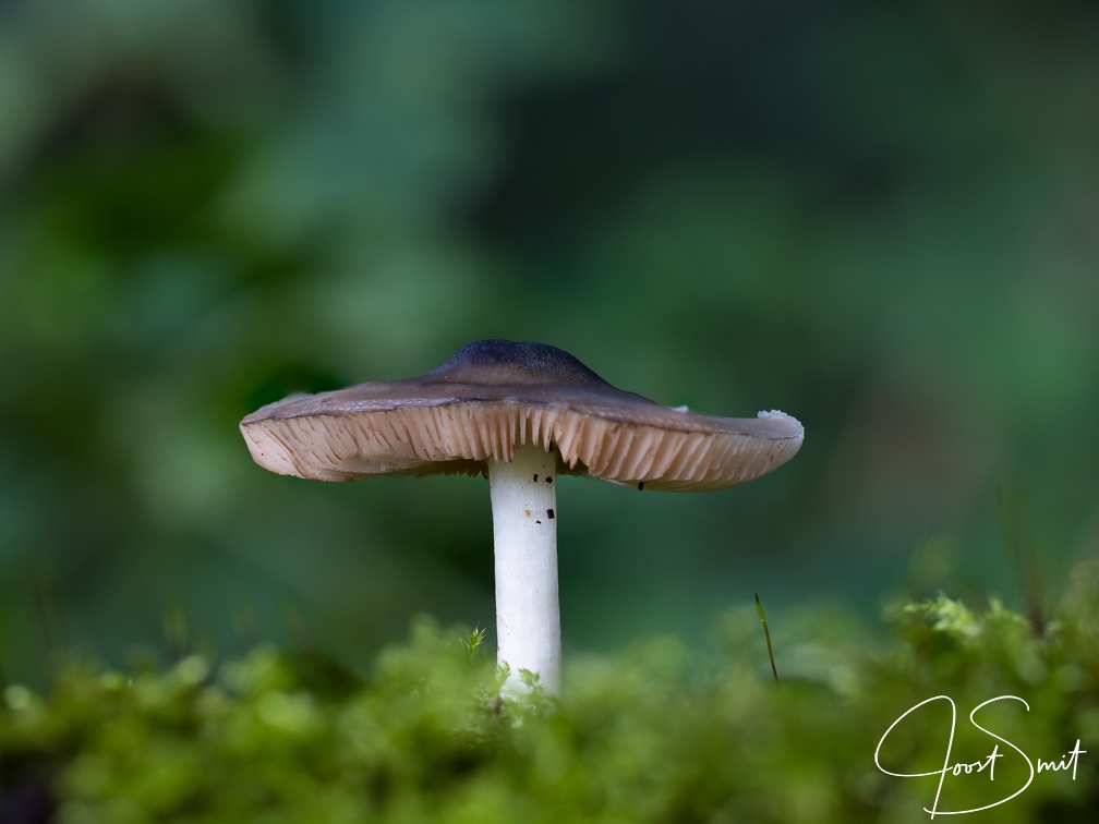 Paddestoel in het groen