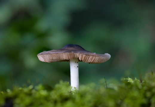 Paddestoel in het groen