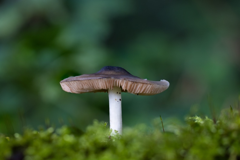 Paddestoel in het groen-Piwigo-2.jpg