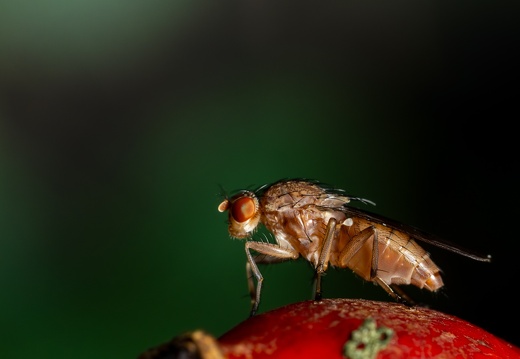 Vlieg op rozebottel