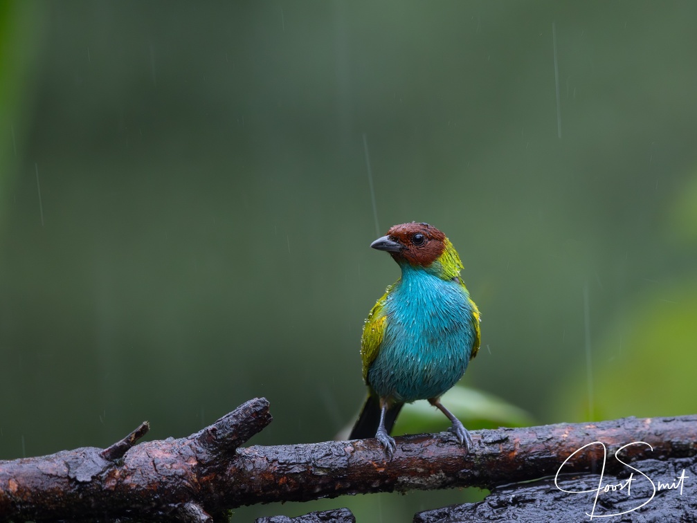 Bay-headed Tanager in the rain