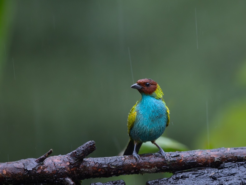 Bay-headed Tanager in the rain