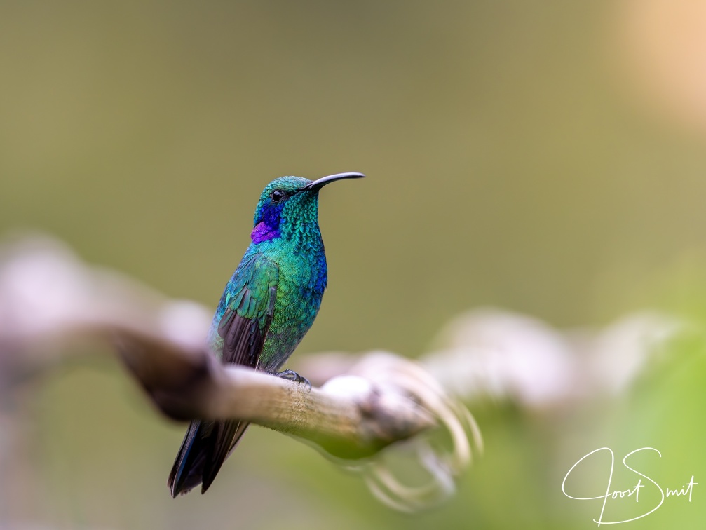 Lesser Violetear