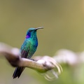 Lesser Violetear