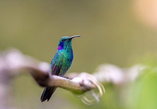 Lesser Violetear