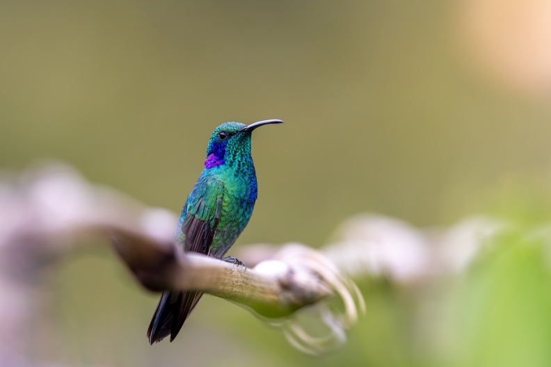Lesser Violetear.jpg