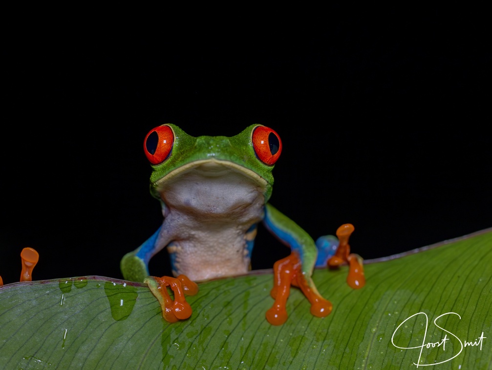 Red-eyed tree frog