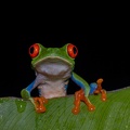 Red-eyed tree frog