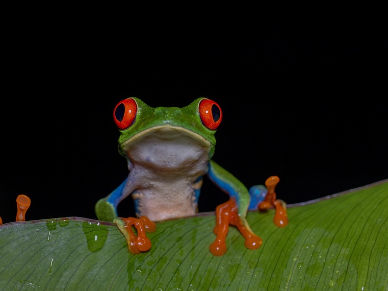 Red-eyed tree frog