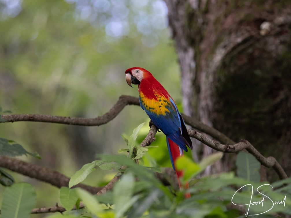 Scarlet Macaw