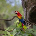 Scarlet Macaw