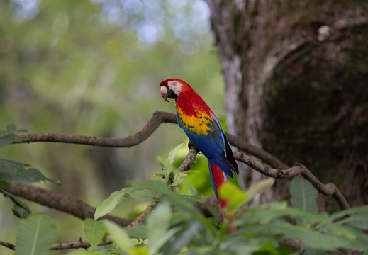Scarlet Macaw