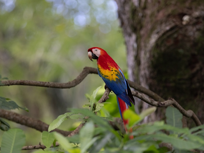 Scarlet Macaw