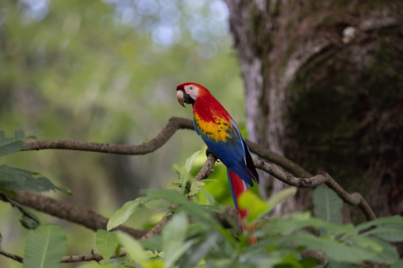 Scarlet Macaw.jpg