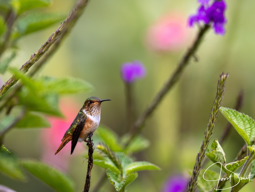 Scintillant Hummingbird