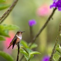 Scintillant Hummingbird