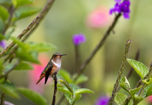 Scintillant Hummingbird