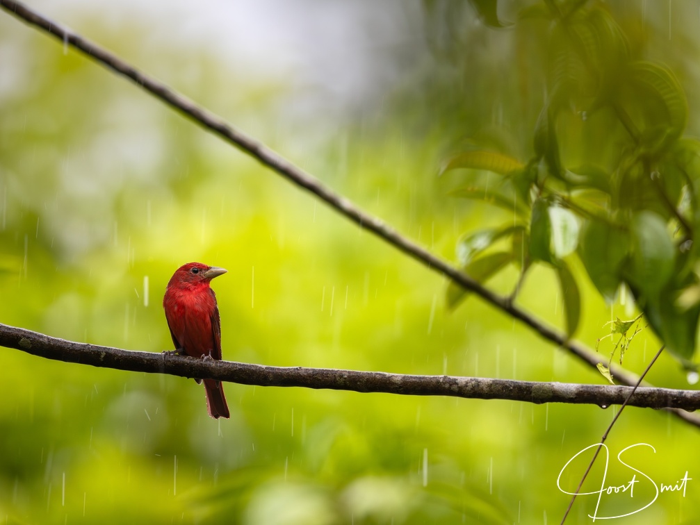 Summer Tanager in the rain