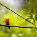 Summer Tanager in the rain.jpg