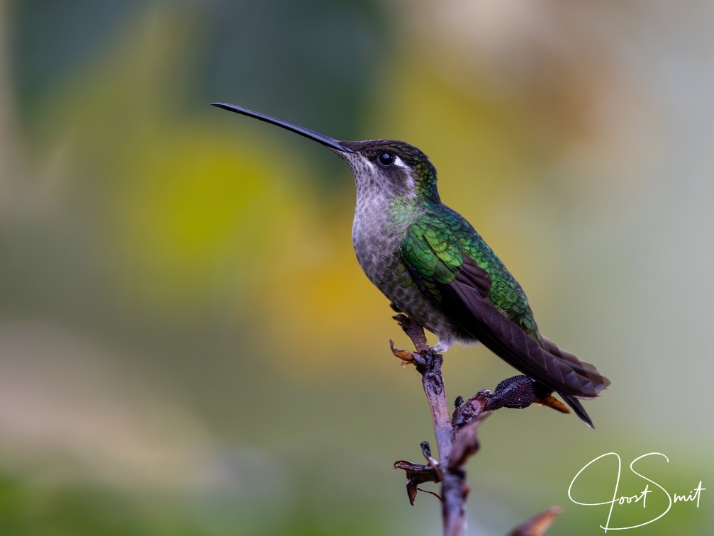 Talamanca Hummingbird