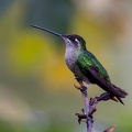 Talamanca Hummingbird