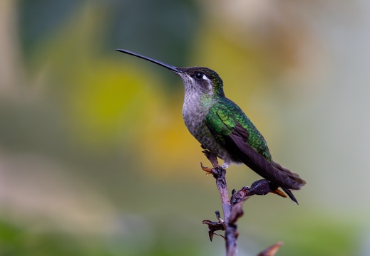 Talamanca Hummingbird