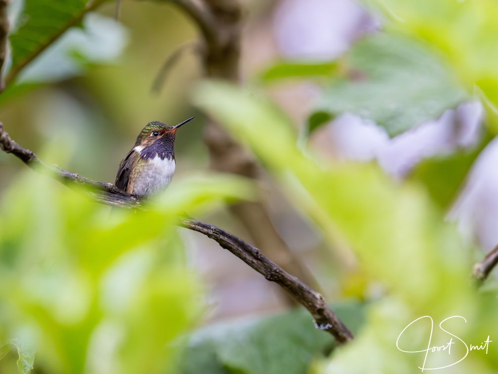 Volcano Hummingbird