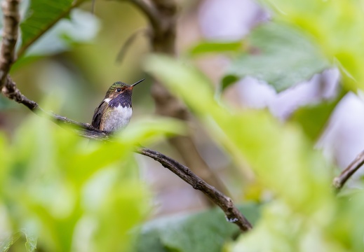 Volcano Hummingbird