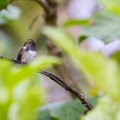 Volcano Hummingbird.jpg