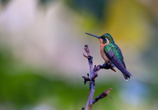 White-throated Mountaingem