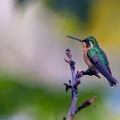 White-throated Mountaingem.jpg