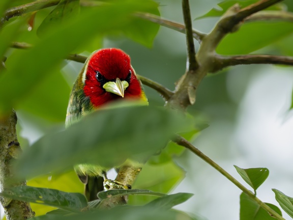 Angry bird