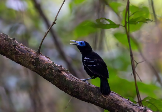 Bare-crowned antbird