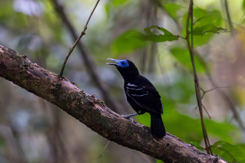 Bare-crowned antbird.jpg