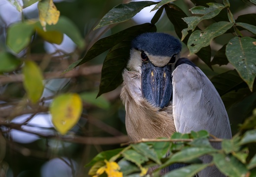 Boat-billed Heron