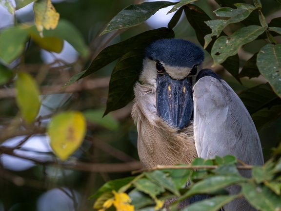 Boat-billed Heron