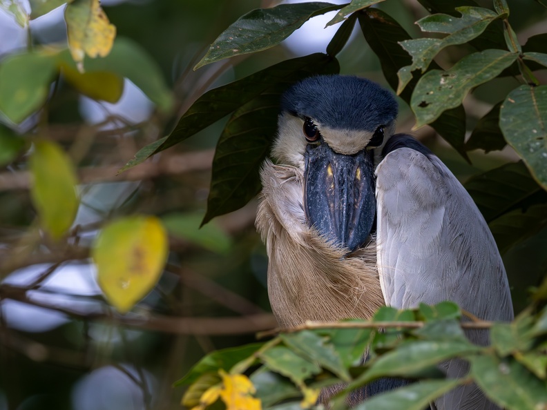 Boat-billed Heron
