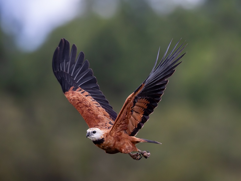 Black-colllared Hawk in flight