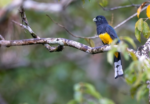 Black-headed Trogon