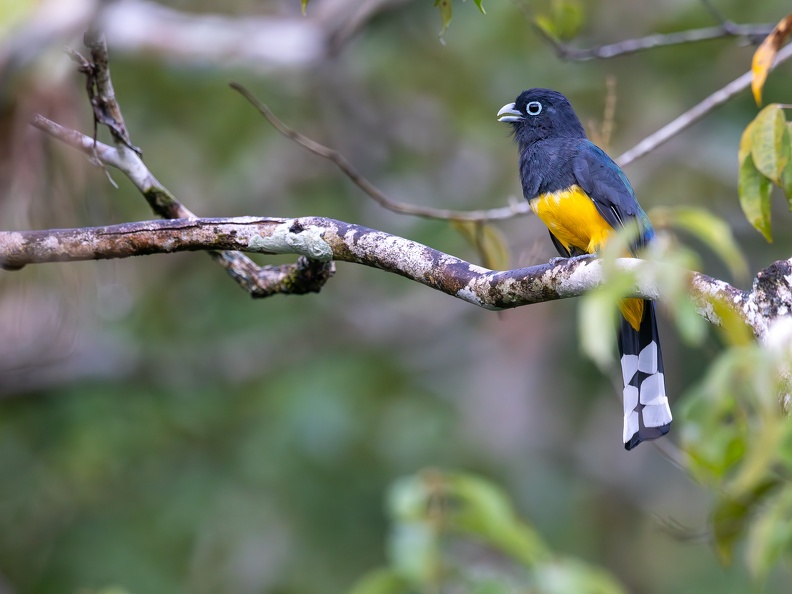 Black-headed Trogon