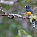 19. Black-headed Trogon.jpg
