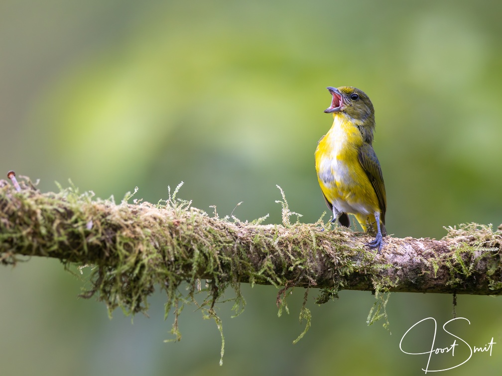 Yellow-throated Euphonia