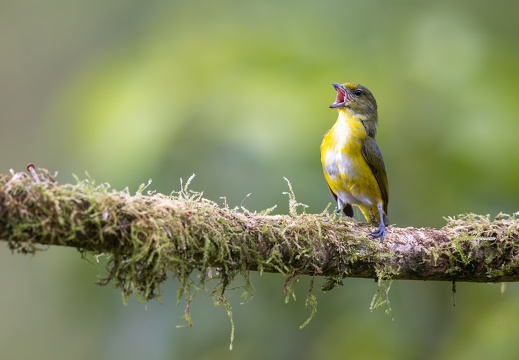 Yellow-throated Euphonia