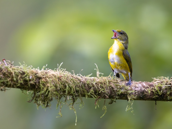 Yellow-throated Euphonia