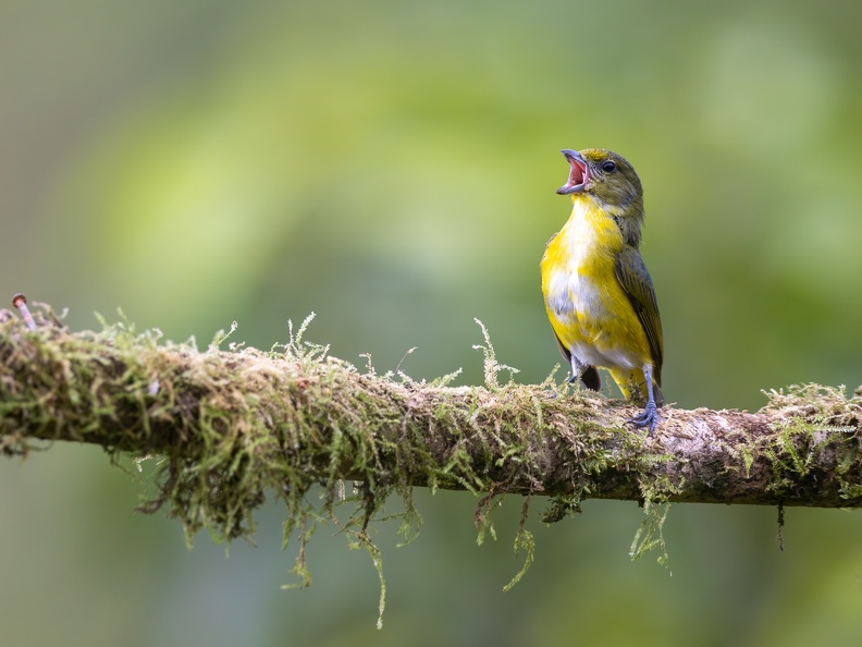 Yellow-throated Euphonia